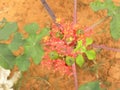 Small red flowers of Jatropha podagrica plant