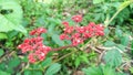 Small red flowers of Leea rubra in the garden. Also known as red leea or red tree-vine. Royalty Free Stock Photo