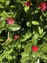 small red flowers of the plant Aptenia cordifolia Schwantes Royalty Free Stock Photo