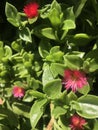small red flowers of the plant Aptenia cordifolia Schwantes Royalty Free Stock Photo