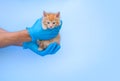 A small red fluffy kitten in a veterinary clinic and hands in blue medical gloves. The cat looks into the camera. Place