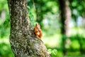 A small red squirrel sits on a tree and gnaws a nut. Royalty Free Stock Photo