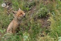 Small Red fox