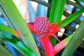 Small red fruit of pineapple among green foliage Royalty Free Stock Photo