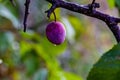 Small red fruit, plum, American plum, prunus americana