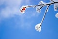 Small red fruits on the tree in ice and snow Royalty Free Stock Photo