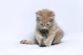Small red ginger kitten playing with his tail Royalty Free Stock Photo