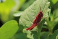 Small red grasshopper resting on a green leaf. Royalty Free Stock Photo