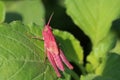 Small red grasshopper resting on a green leaf. Royalty Free Stock Photo