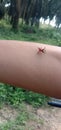 a small red grasshopper ,a very rare anmal,god& x27;s creation is really great