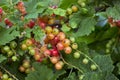 Small red-green berries Royalty Free Stock Photo