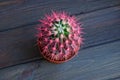 Small red green cactus on a black table Royalty Free Stock Photo