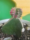 Small red green cactus on the teracce Royalty Free Stock Photo