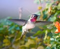 Hummingbird in Flight and Flower