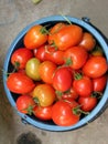 Small red green tomatoes closeup Royalty Free Stock Photo