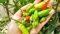 Small red, green and yellow chilies taste spicy, for a mixture of cooking