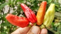 Small red, green and yellow chilies taste spicy, for a mixture of cooking