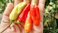 Small red, green and yellow chilies taste spicy, for a mixture of cooking