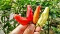 Small red, green and yellow chilies taste spicy, for a mixture of cooking