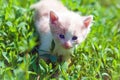 A small red-haired beautiful kitten with blue eyes walks on the green grass. Royalty Free Stock Photo