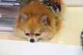 A small red haired dog with big black eyes lies on the desktop next to the organi