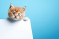 a small red-haired kitten with blue eyes holds in its paws a white sheet of paper with a place for text, on a plain blue