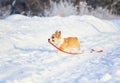 Small red-haired puppy of a dog corgi walks in deep white snowdrifts in the winter in the park on a sunny day holding a leash in