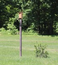 Wood pecker, Birdhouse, Post, Outside