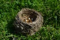 Nest with golden eggs among greenery. Royalty Free Stock Photo