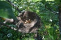 Nest with golden eggs among greenery. Royalty Free Stock Photo