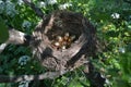 Nest with golden eggs among greenery. Royalty Free Stock Photo