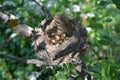 Nest with golden eggs among greenery. Royalty Free Stock Photo