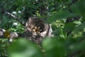 Nest with golden eggs among greenery. Royalty Free Stock Photo