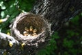 Nest with golden eggs among greenery. Royalty Free Stock Photo