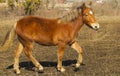 Small red horse running on the field Royalty Free Stock Photo