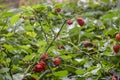 Small red hot peppers grow