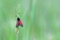 A small red insect is caught on a green leaf Royalty Free Stock Photo