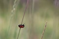 Small Red Insect and Green Grass Royalty Free Stock Photo