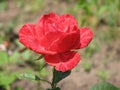 A small Red Intuition rose