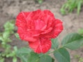 A small Red Intuition rose