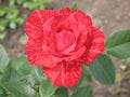 A small Red Intuition rose