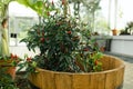 Small red jalapeno peppers grow in clay pots. A group of hot peppers in pots at the harvest festival. Ripe red hot chili Royalty Free Stock Photo