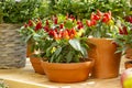Small red jalapeno peppers grow in clay pots. A group of hot peppers at the harvest festival. Ripe red hot chili jalapenos on a