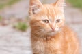 Small red kitten basks in the sun and plays.