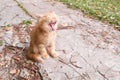 Small red kitten basks in the sun and plays.