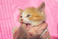 a small red kitten bites the hand of its owner. Aggressive pets. Training and education Royalty Free Stock Photo