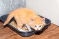 a small red kitten with blue eyes sits in a tray. Toilet training a cat Royalty Free Stock Photo