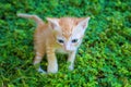 Small red kitten in green grass. Outdoor life of domestic cat Royalty Free Stock Photo