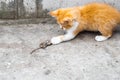 A small red kitten has caught a mouse and is playing with it. Rodents pests and their control Royalty Free Stock Photo