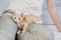 A small red kitten lies on the feet of a young woman and looks directly into the frame Royalty Free Stock Photo